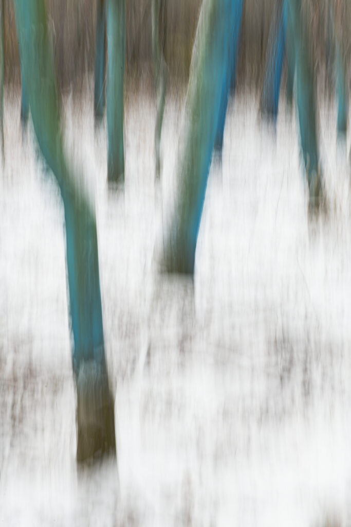 apricity- Winter Rhythm. Photos of trees in Grunewald forest, Berlin. Vertical panning technique.