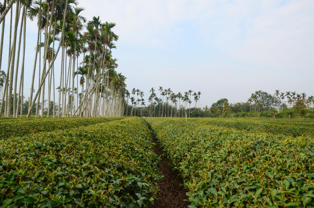 Mingjian village, high mountain Oolong tea plantation. Photo of tea.