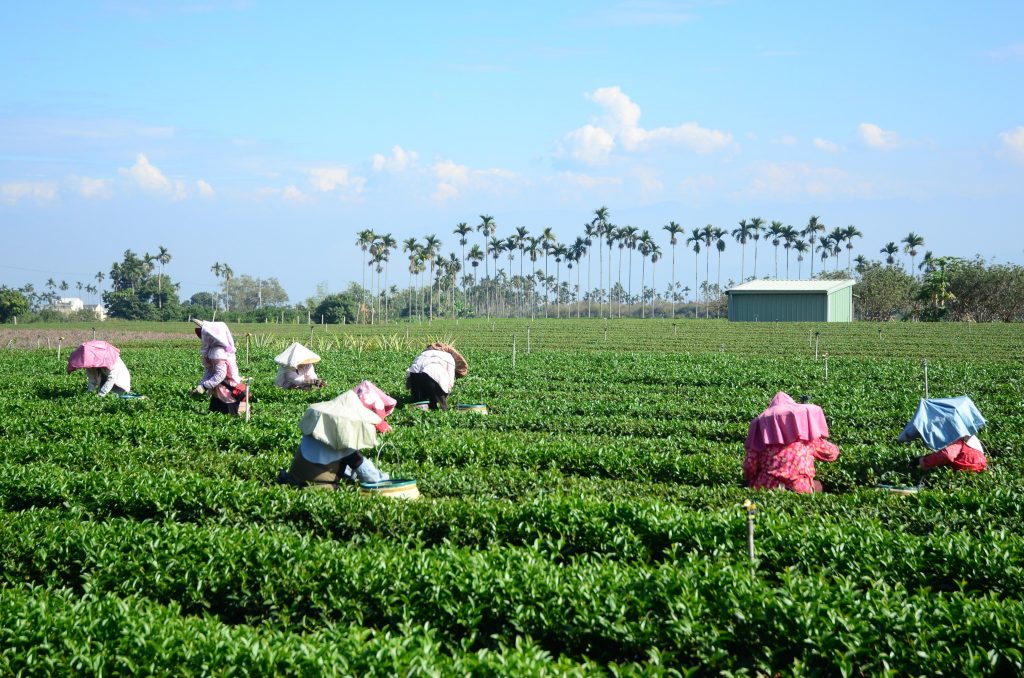 Mingjian village, high mountain Oolong tea plantation. Photo of tea.