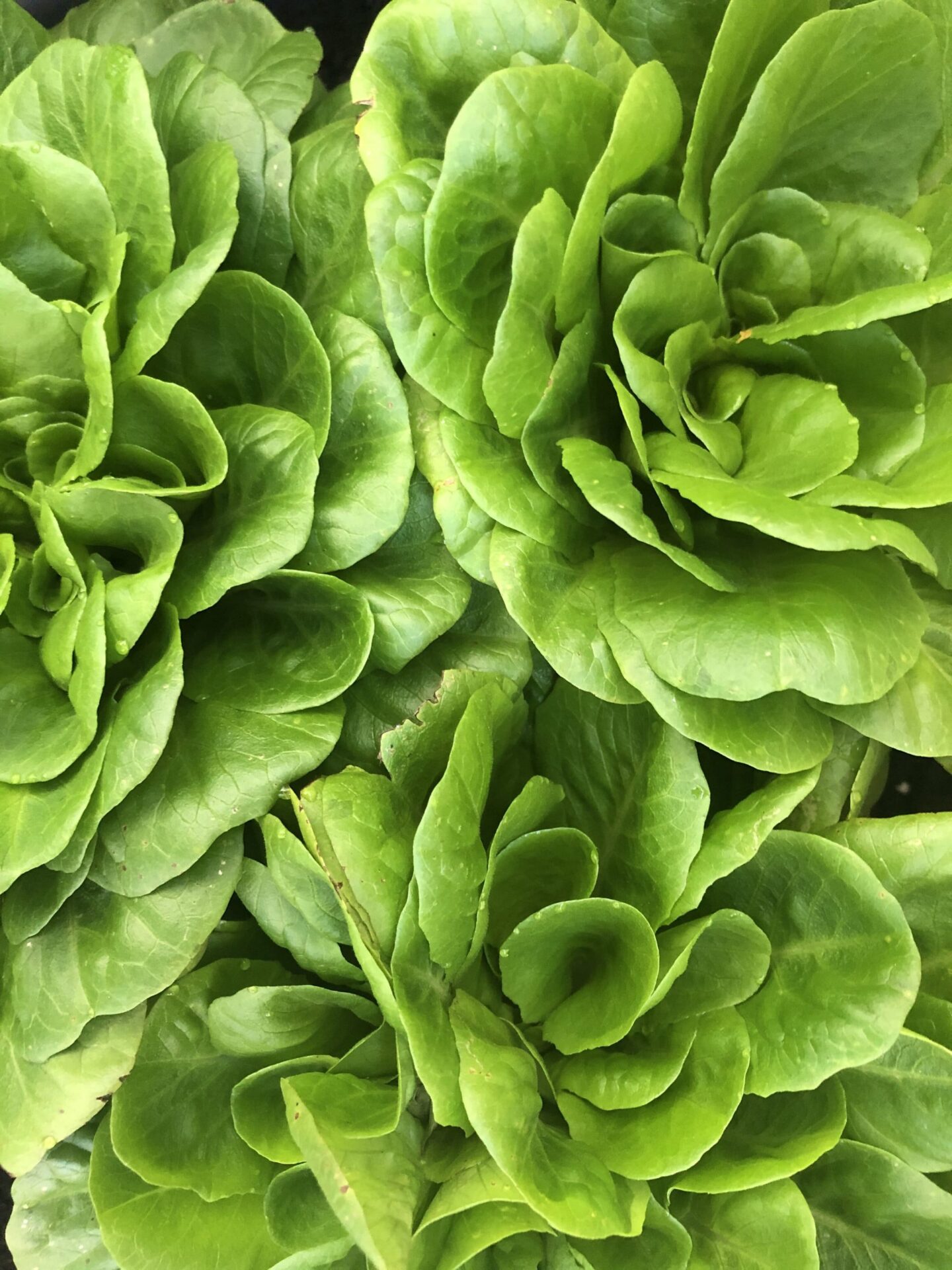 Herb garden of various herbs. Small pots indoor. Letuce