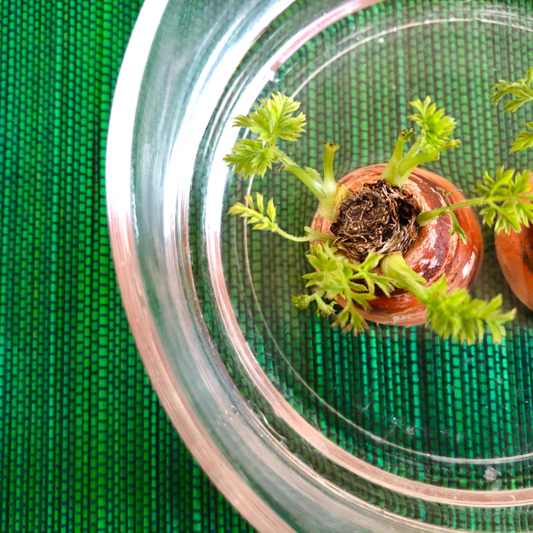 Herb garden of various herbs. Small pots indoor. Growing carrot plant.