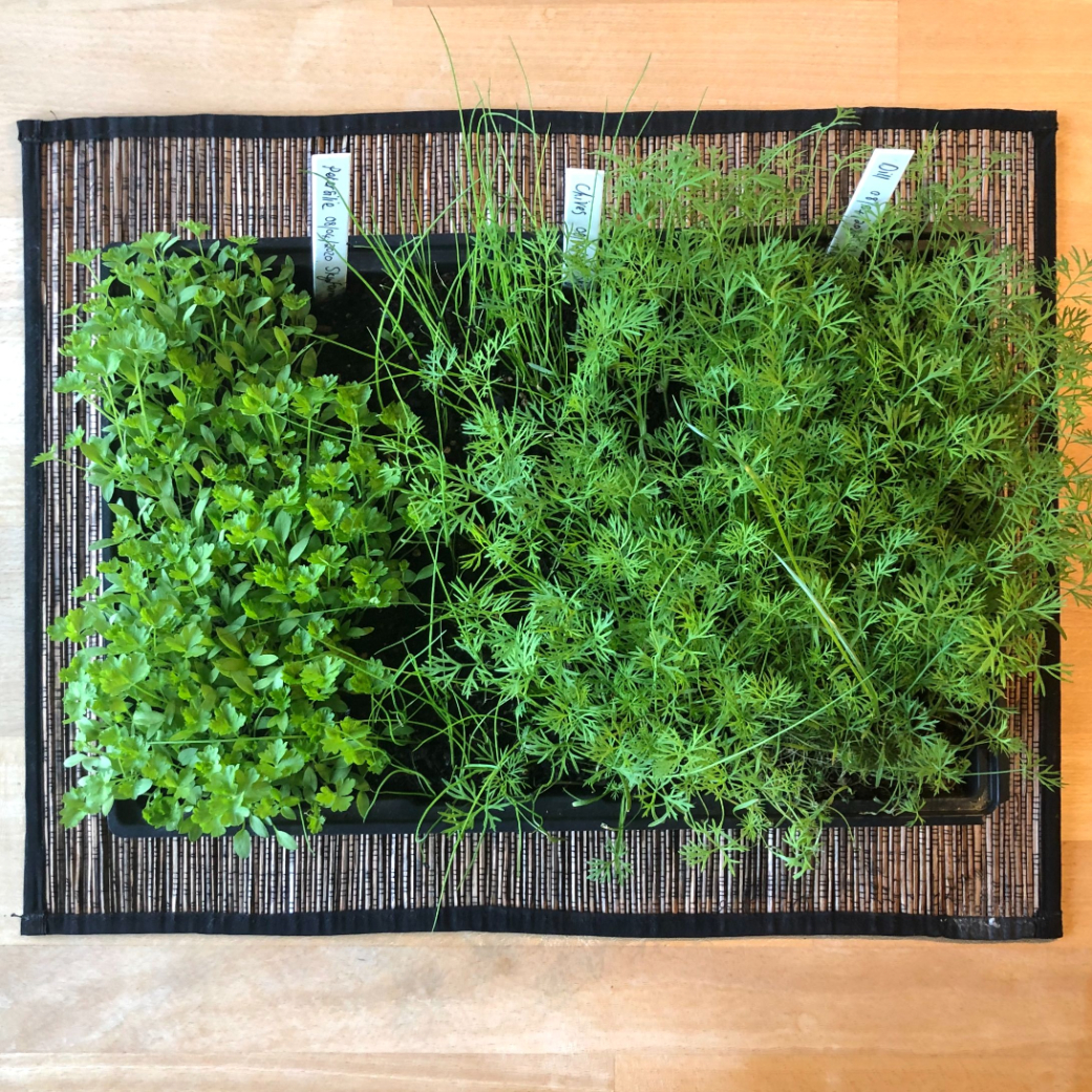 Herb garden of various herbs. Small pots indoor. 