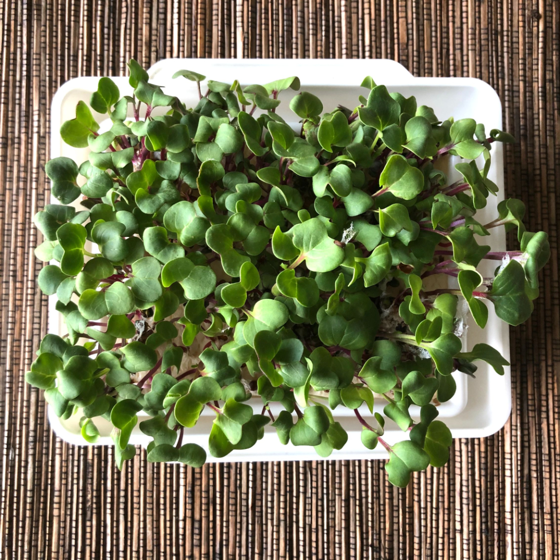 Herb garden of various herbs. Small pots/ containter indoor. 