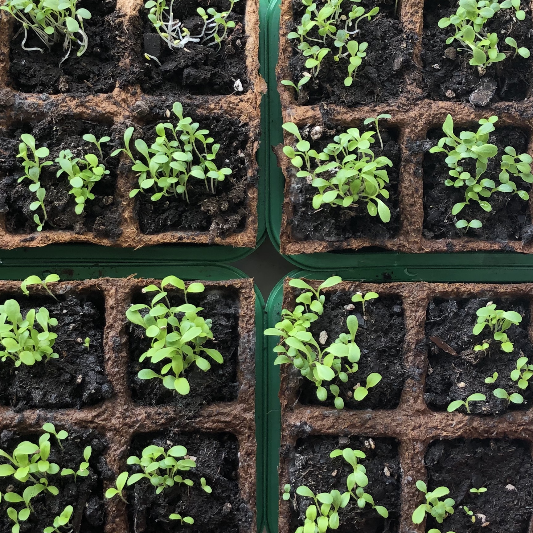 Herb garden of various herbs. Small pots indoor. 